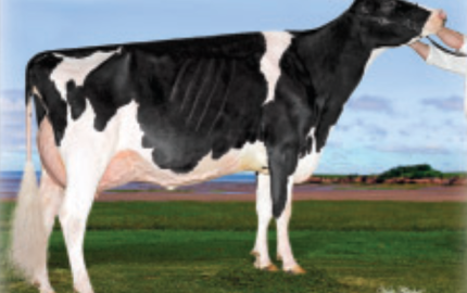 Vente en ligne test juillet 2025